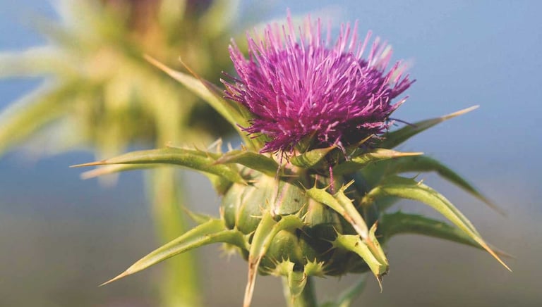 milk thistle