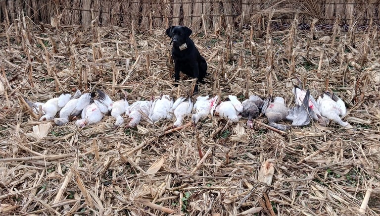 guided goose hunts Tennessee