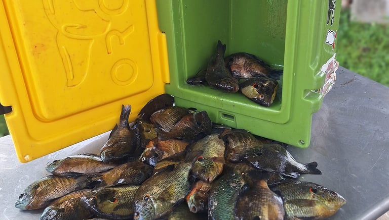 blue gill fishing guide