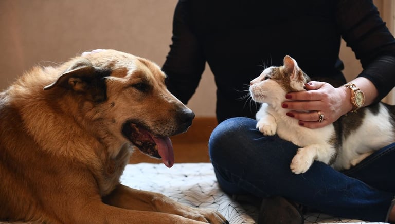 séance au cabinet avec chien et chat