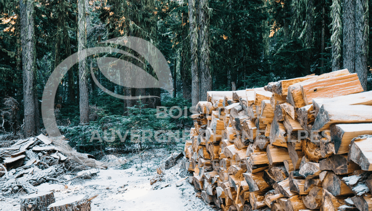 un tas de bûches dans les bois avec de la neige recouvert