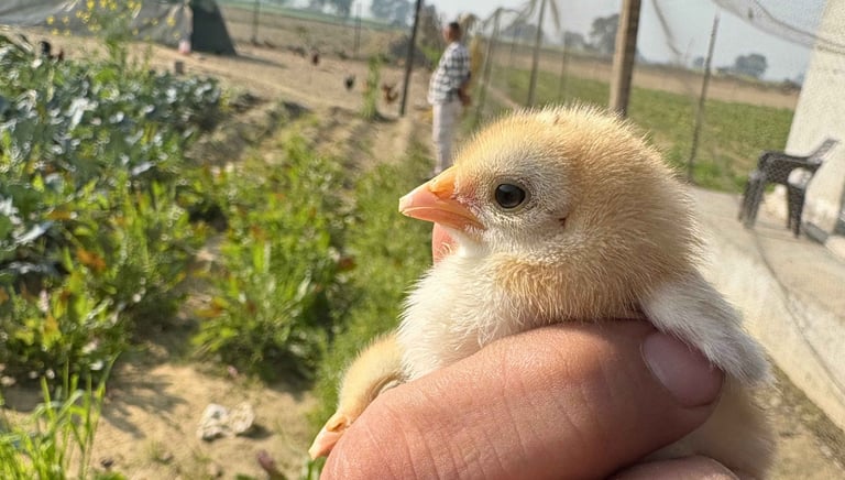 Panipat organica chick