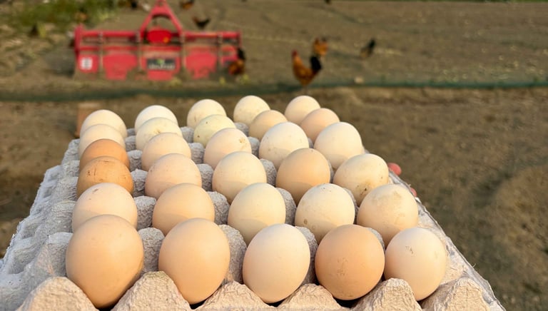 desi egg tray in panipat farm