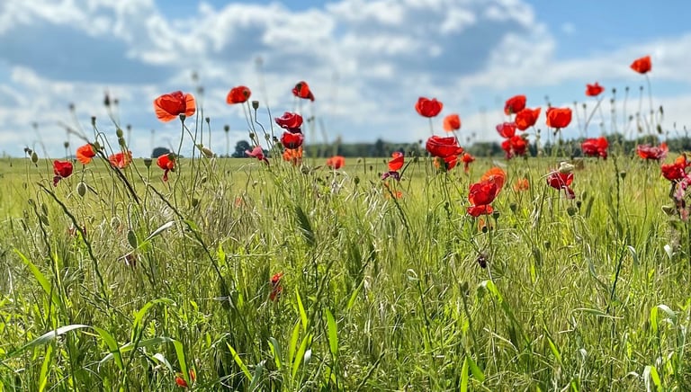 Klatschmohn auf einem Getreidefeld