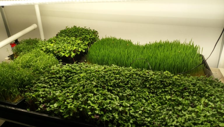 a picture of Early Greens microgreens nursery bed