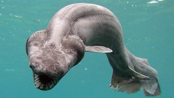 A rare frilled shark swimming in deep blue ocean water, showcasing its unique prehistoric features.