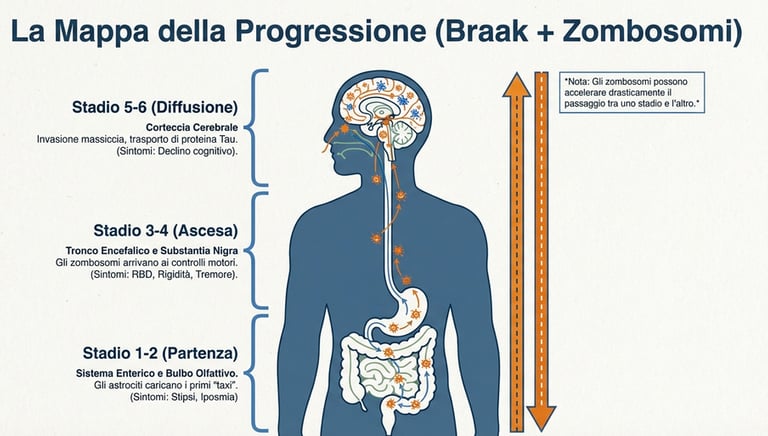 le due teorie Braak e Zombosomi