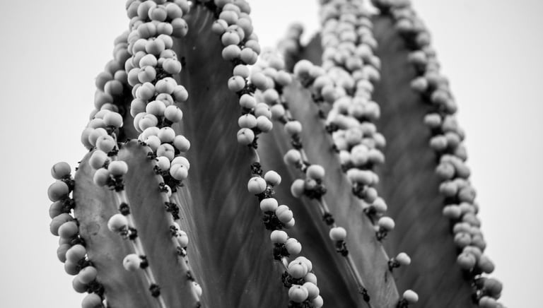 a cactus plant with small white balls on it