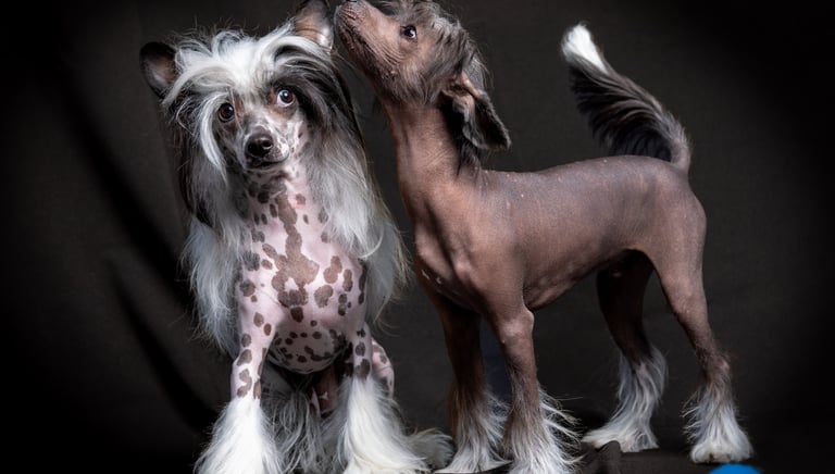 two dogs are standing next to each other