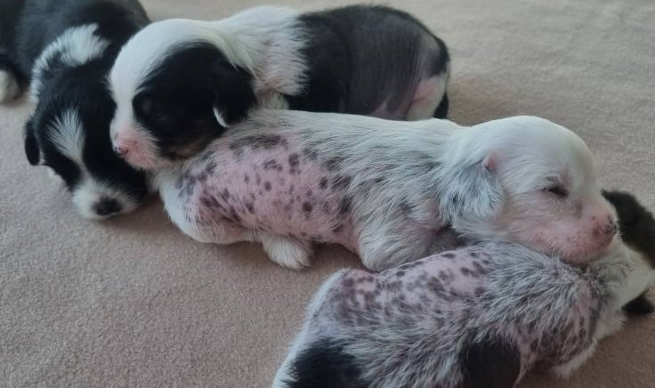 a group of puppies that are laying on the floor