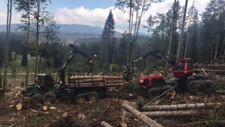 fôret ou plusieurs troncs d'arbres empilés les uns sur les autres sur un camion