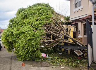 a tree that has fallen down on the side of a house