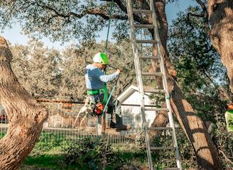 a man is climbing up a ladder to reach a tree