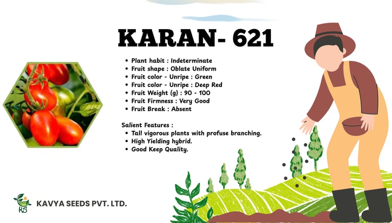 Karan-621 high-yielding hybrid tomato seeds product specifications and features from Kavya Seeds.