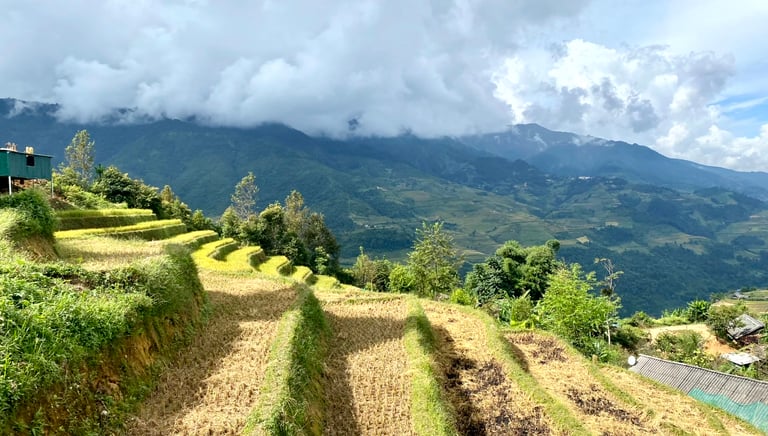 Rice terrace