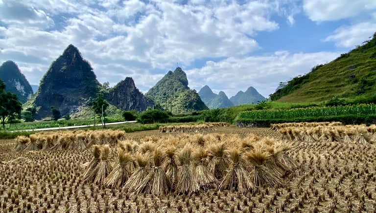 a field with a mountain in the background