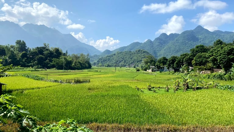Rice field