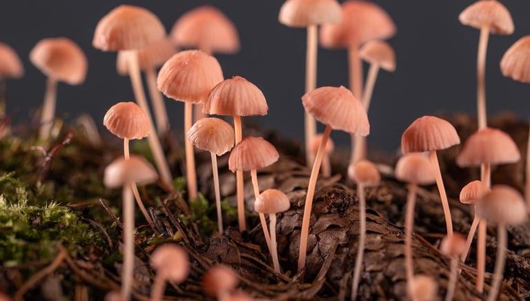 Mycena rosella nature identical fungus models made by sebastian brandt