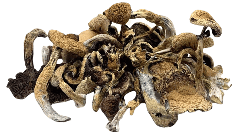 Magic mushrooms
