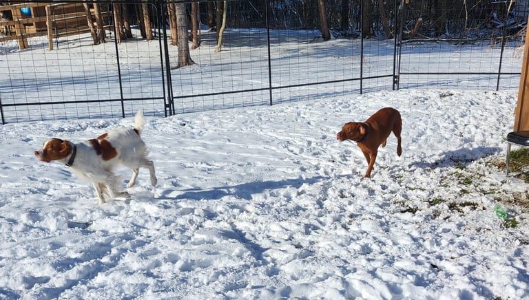 two dogs are running in the snow at Little Britain Pet Resort
