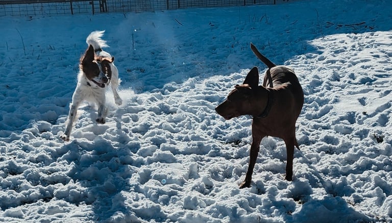 two dogs running in the snow at Little Britain Pet Resort