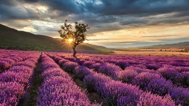 Lavanda
