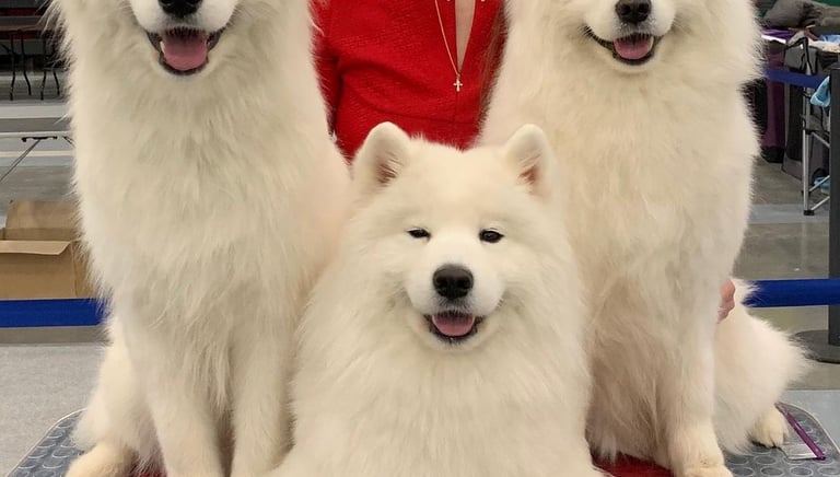 Samoyed puppies for sale in Minneapolis, Minnesota,