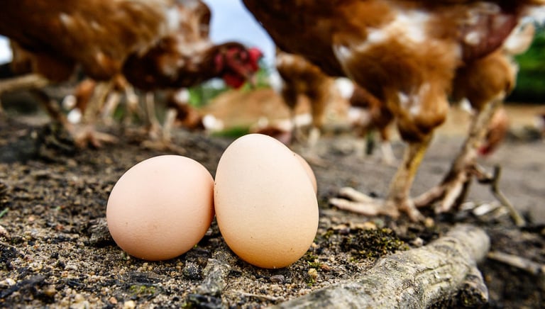 Des oeufs frais et bio