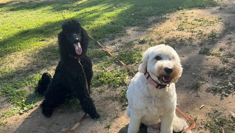 Friendly pack of dogs playing safely at Barkbnb daycare Roseville