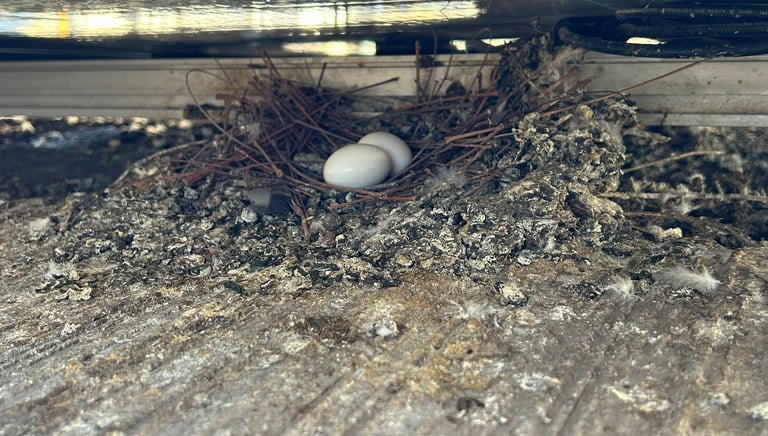 pigeon nest under solar panels in phoenix arizona