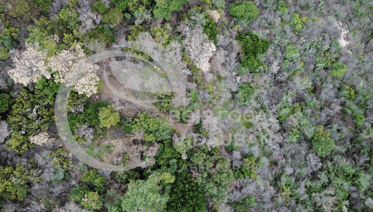 vue prise du dessus d'une foret