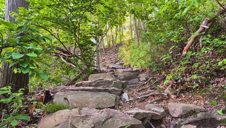 a stone path in the woods leading up