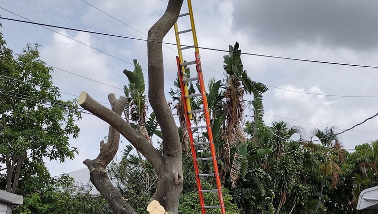 Professional tree trimming service using a tall extension ladder to prune large branches in a backyard.