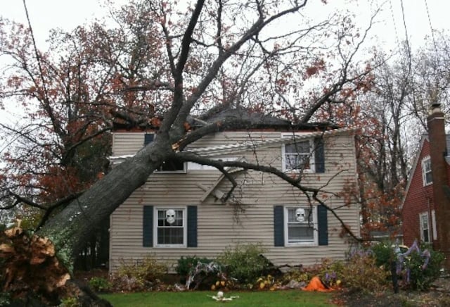 Professional tree removal by VC Tree Services