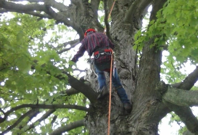 Tree removal and trimming services in Vinton County Ohio