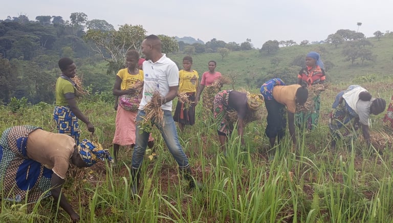 Familles récoltant les gousses mûres de haricot