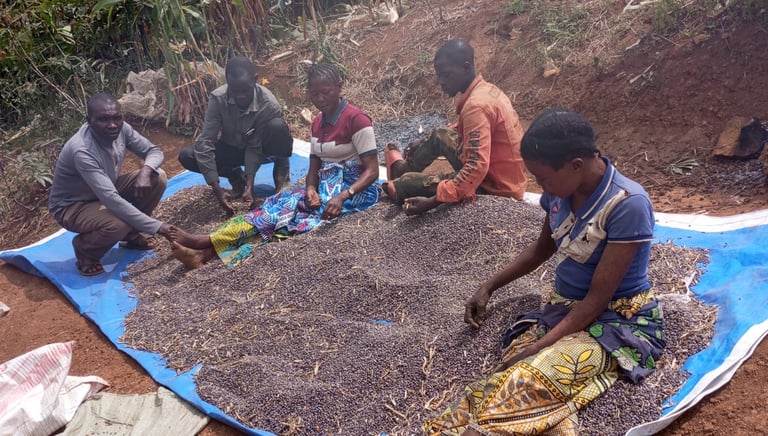 Des femmes triant soigneusement les haricots avant conditionnement