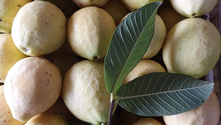 Racimo de guayabas maduras creciendo en el árbol, listas para su cosecha