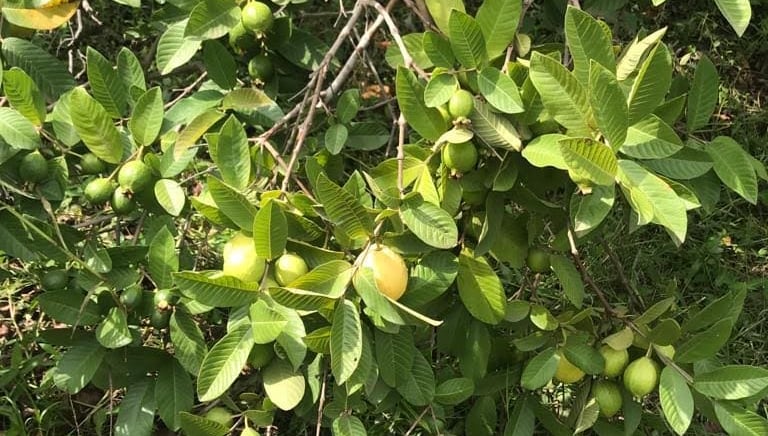 Guayabas frescas aún en la rama