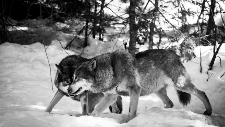 Wölfe