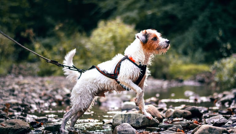 Hond met ergonomisch anti-trektuigje loopt rustig langs het water