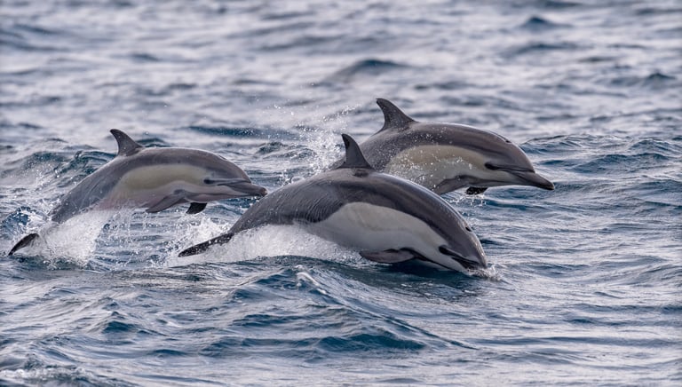 Common Dolphins in Madeira