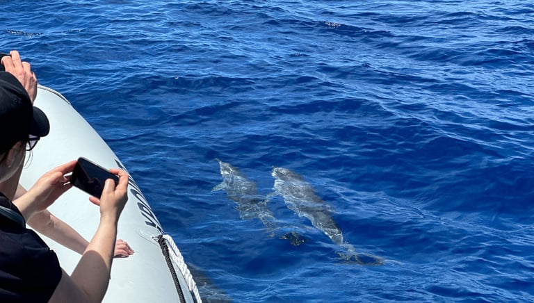 Spotted Dolphins with Xpoint Boat in Funchal