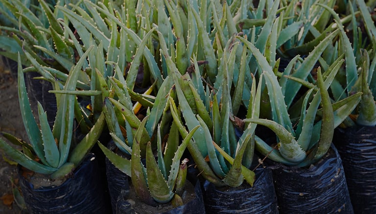 plants aloe vera