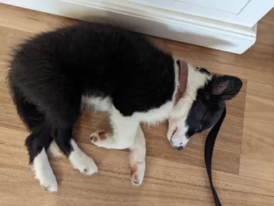 cute puppy sleeping on the floor