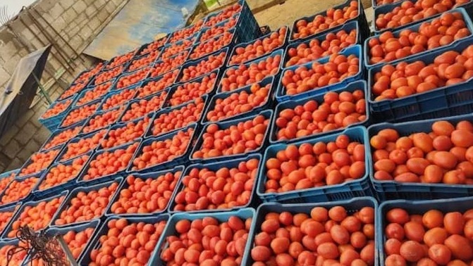 Cajas de plástico llenas de jitomates frescos de invernadero listos para su distribución