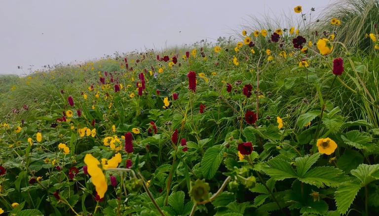 Meadow of yellow and red wildflowers on a misty grassy hillside