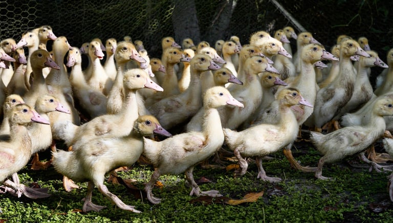 Elevage de canards et produits traditionnels