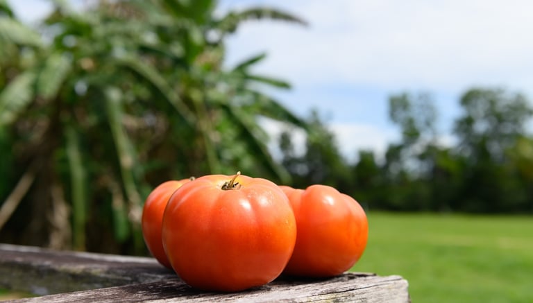 Des tomates produites en Guyane