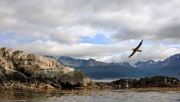 Faune locale au large d'Ushuaïa sur le canal Beagle en Patagonie